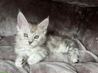 Maine Coon Kitten (Weibchen) mit Stammbaum