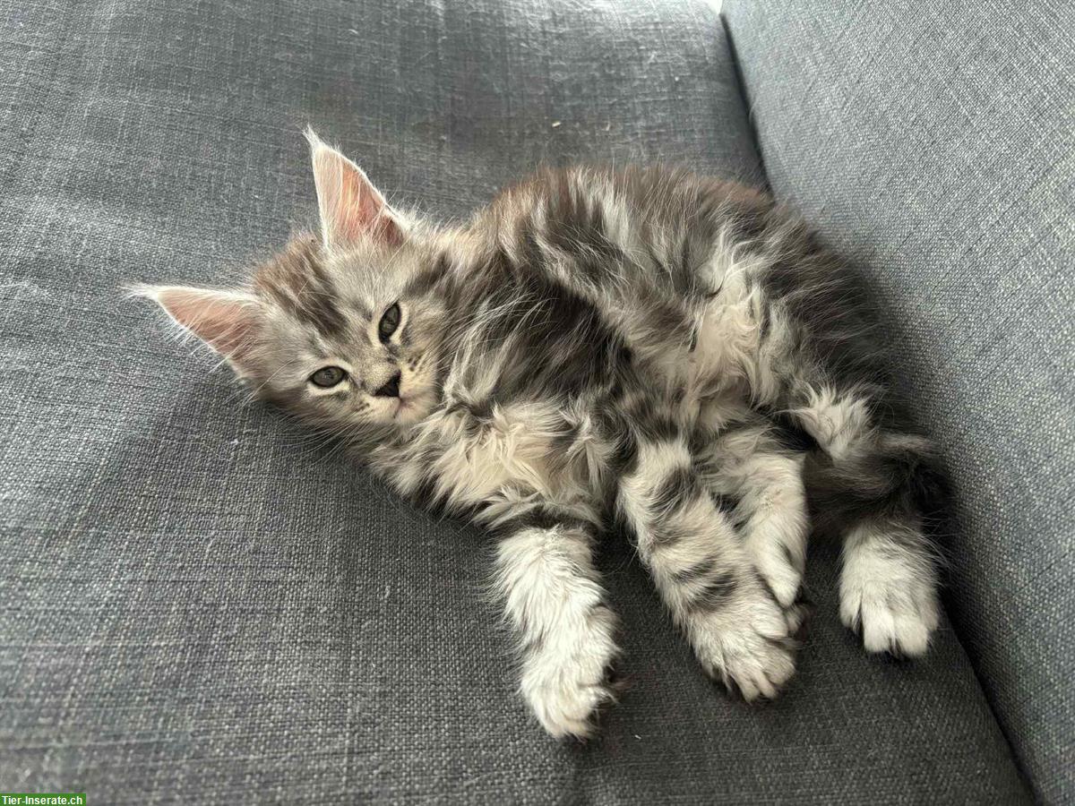 Bild 2: Maine Coon Kitten (Weibchen) mit Stammbaum