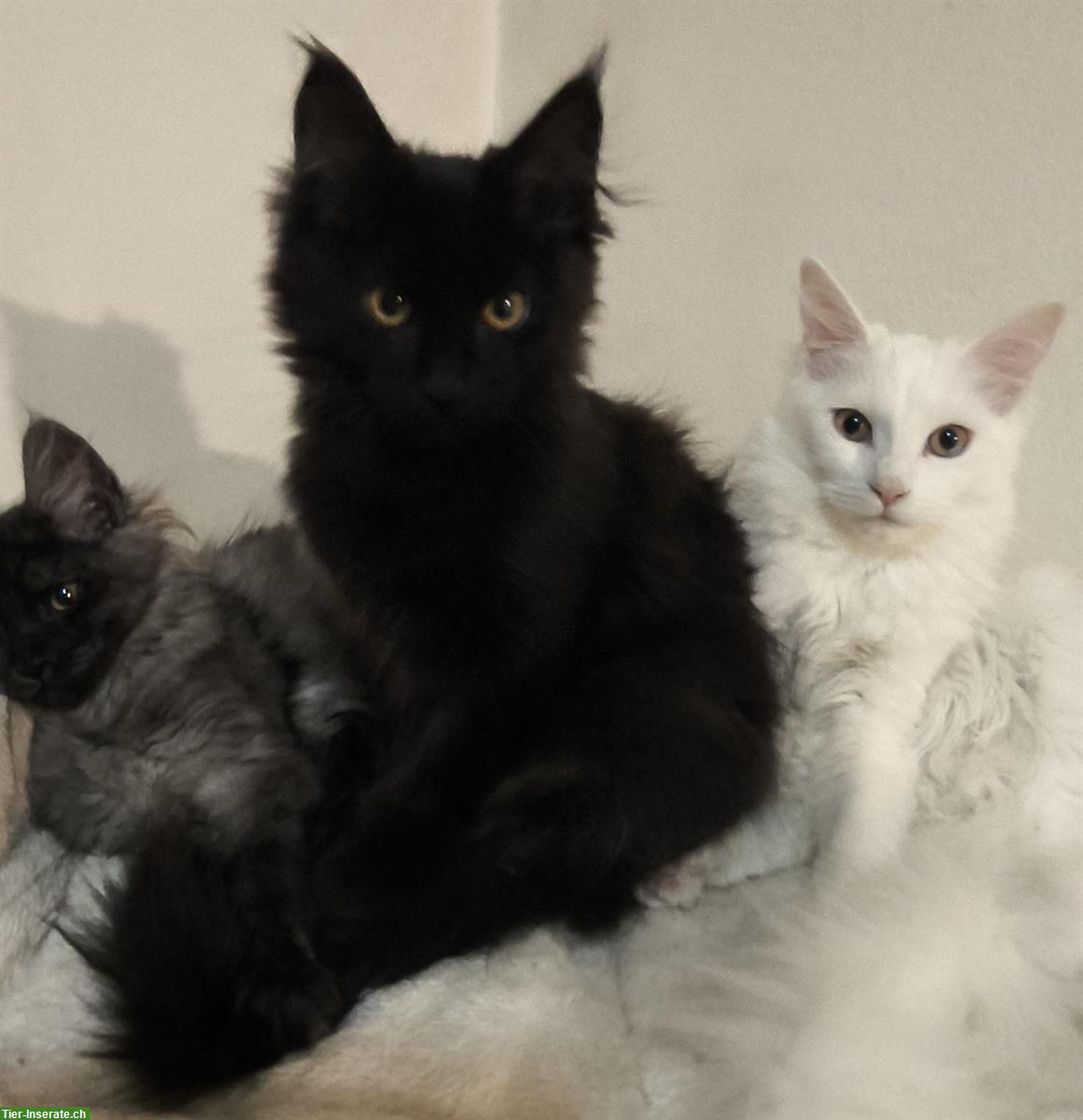 Reinrassige Maine Coon Kitten in weiss, blau und schwarz