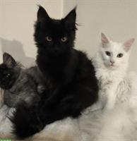 Reinrassige Maine Coon Kitten in weiss, blau und schwarz