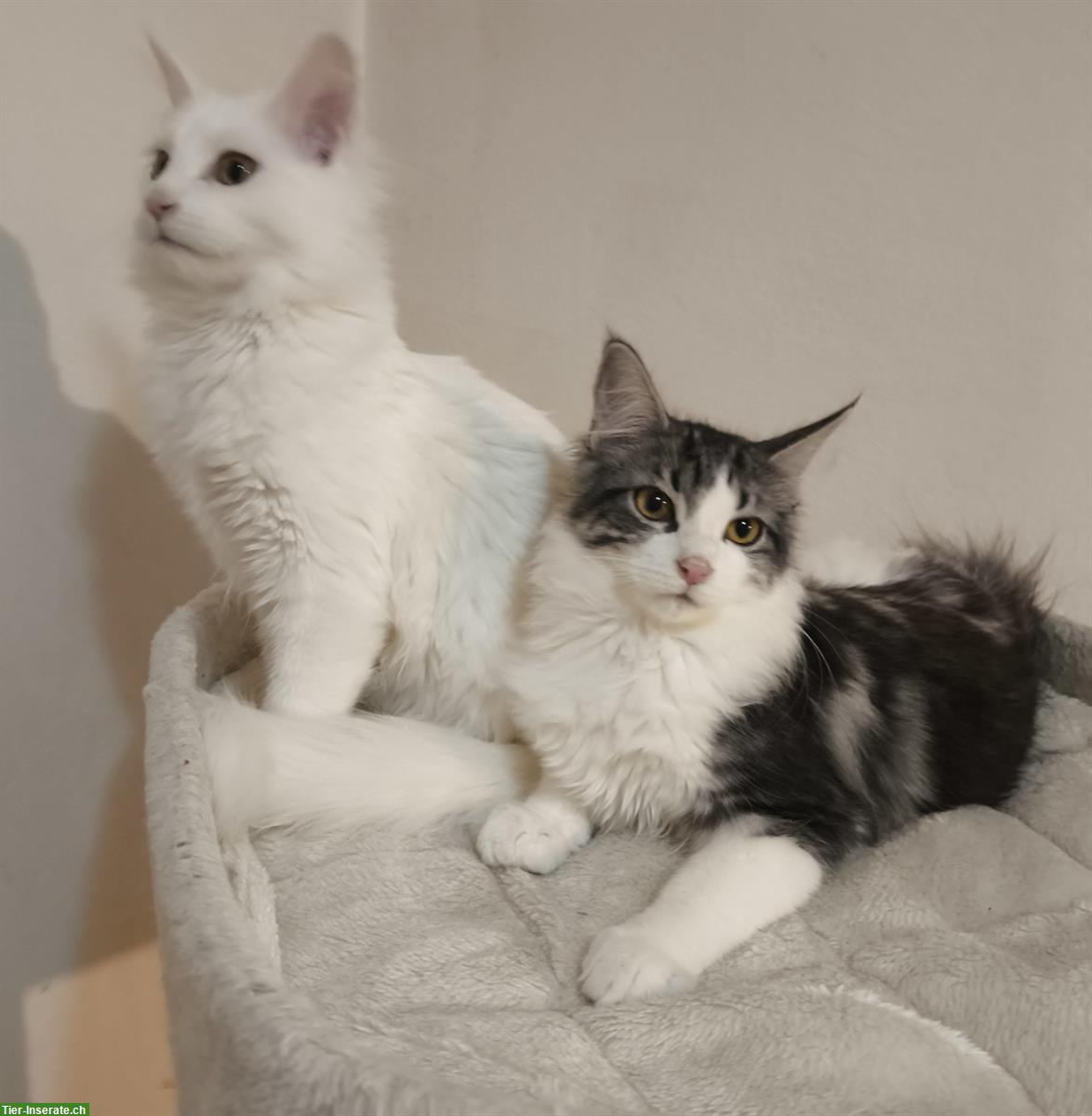 Bild 2: Reinrassige Maine Coon Kitten in weiss, blau und schwarz