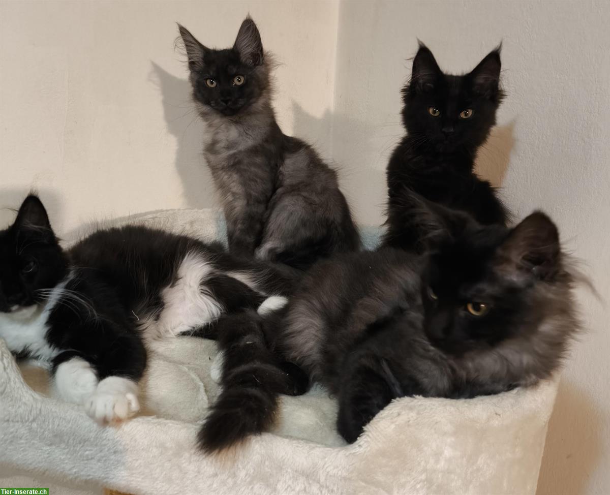 Bild 3: Reinrassige Maine Coon Kitten in weiss, blau und schwarz