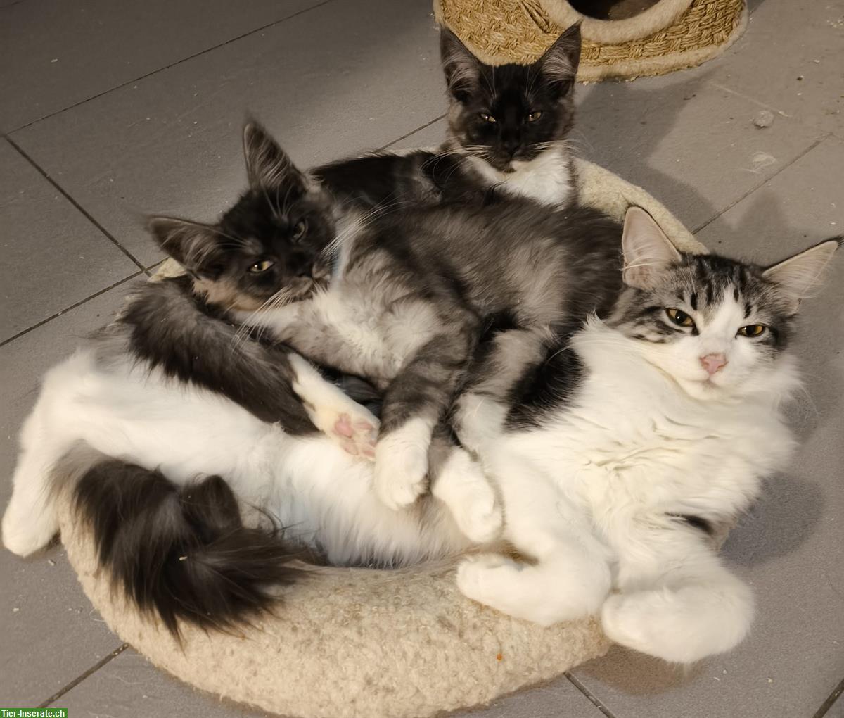 Bild 4: Reinrassige Maine Coon Kitten in weiss, blau und schwarz