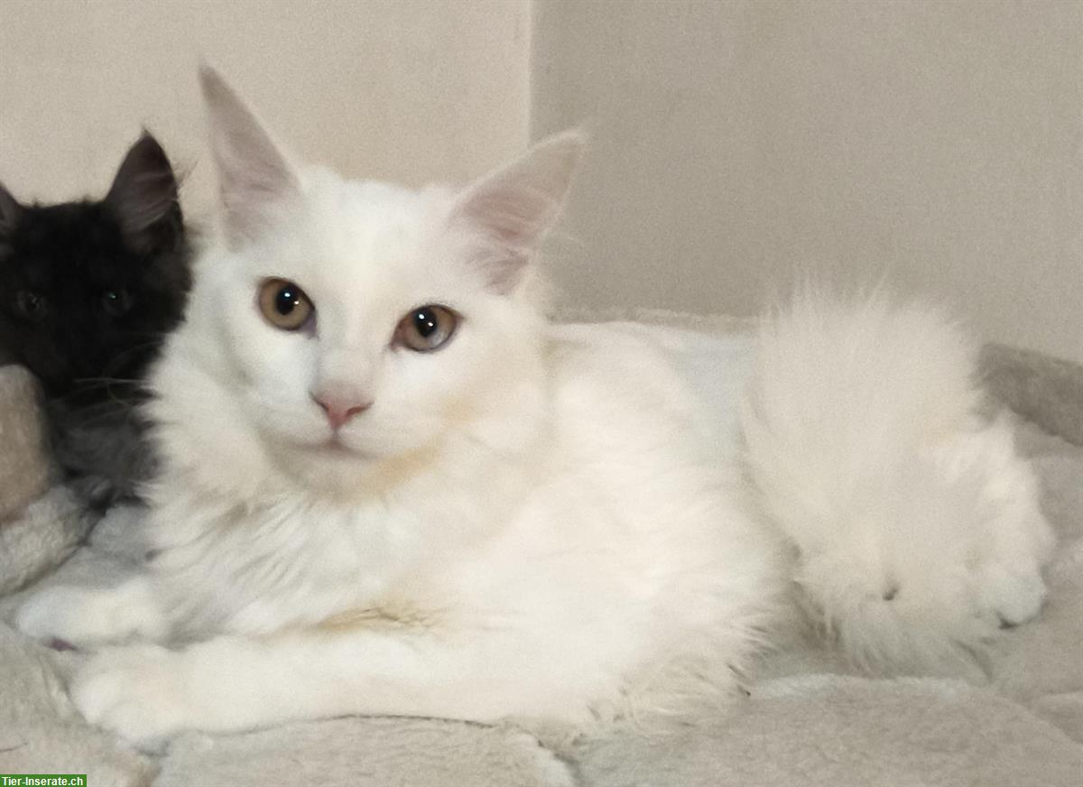 Bild 5: Reinrassige Maine Coon Kitten in weiss, blau und schwarz