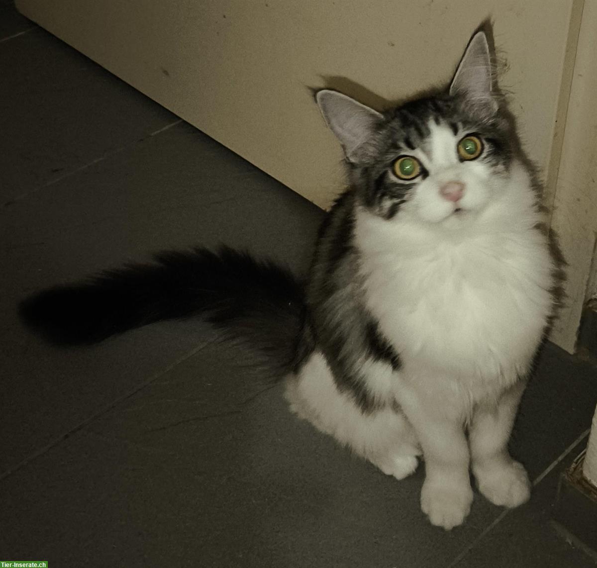 Bild 6: Reinrassige Maine Coon Kitten in weiss, blau und schwarz