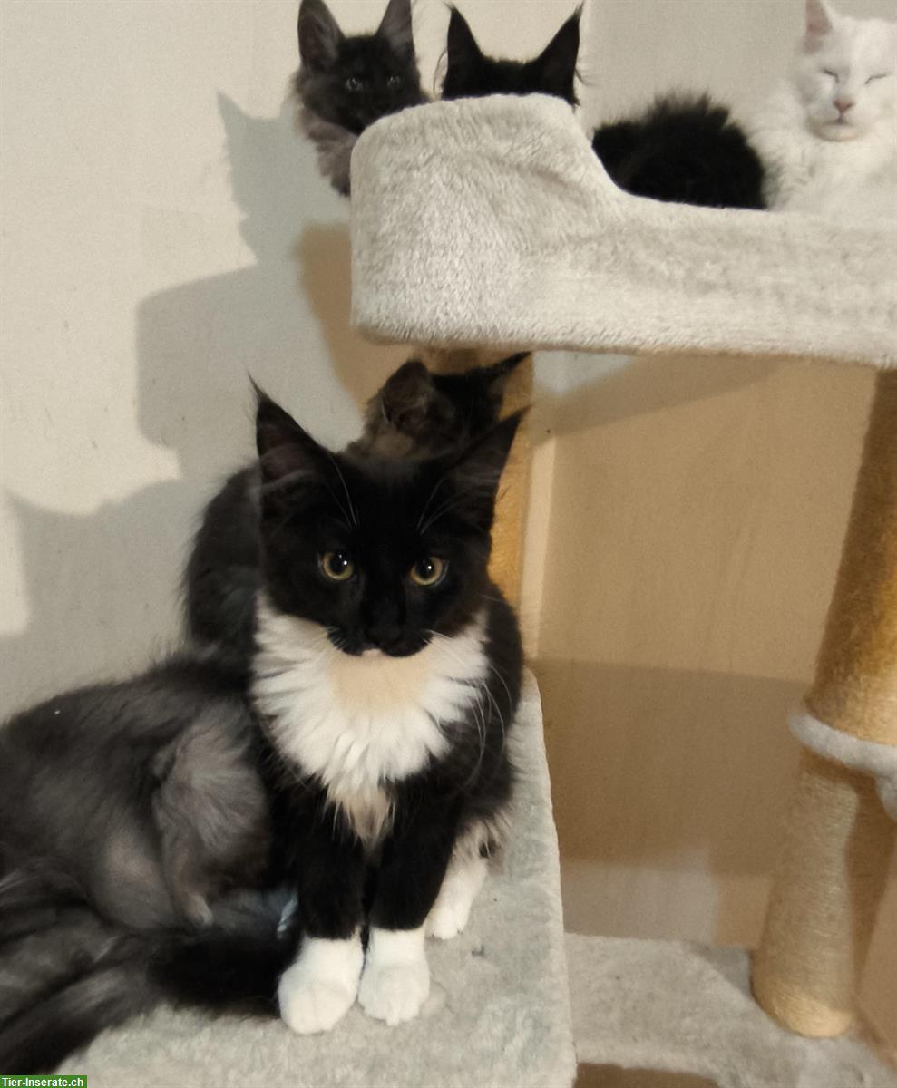Bild 7: Reinrassige Maine Coon Kitten in weiss, blau und schwarz