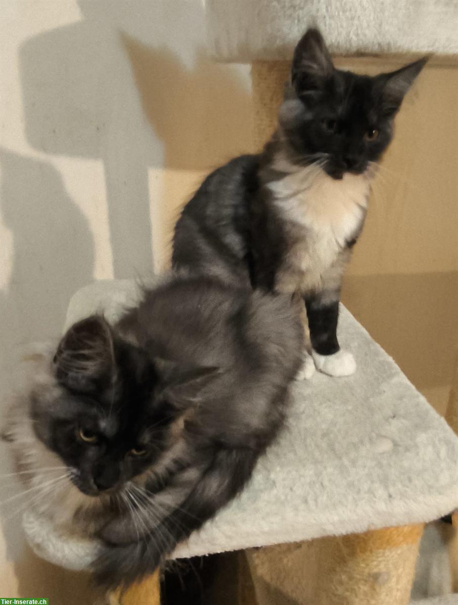 Bild 8: Reinrassige Maine Coon Kitten in weiss, blau und schwarz