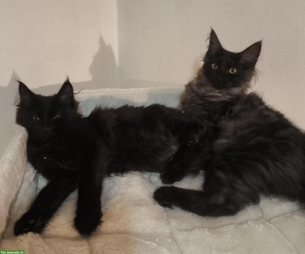 Bild 9: Reinrassige Maine Coon Kitten in weiss, blau und schwarz