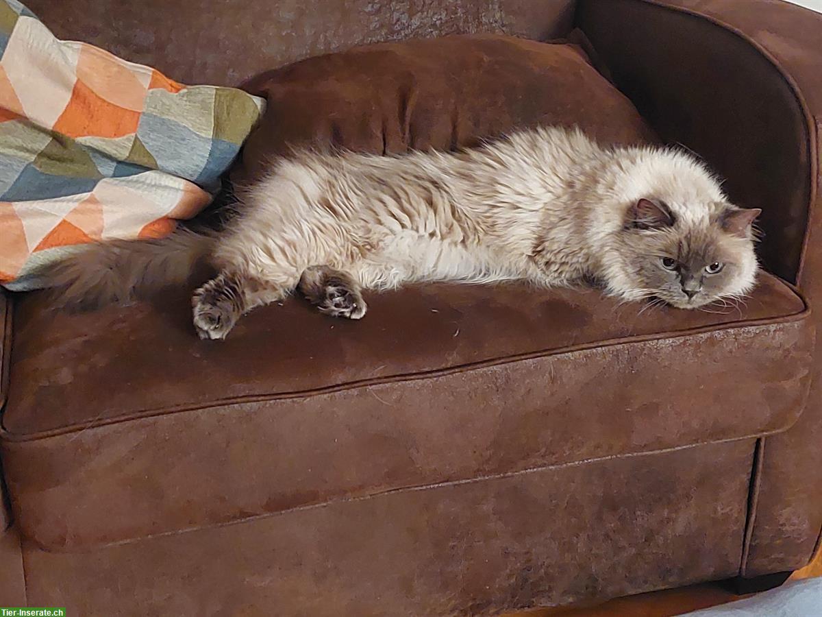 Wunderschöne Ragdoll Katze sucht neue Spielkamerade/in