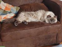 Wunderschöne Ragdoll Katze sucht neue Spielkamerade/in