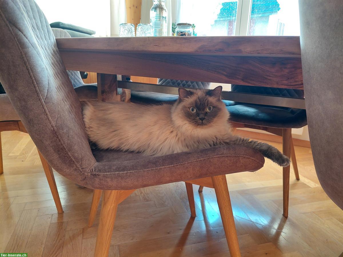 Bild 2: Wunderschöne Ragdoll Katze sucht neue Spielkamerade/in