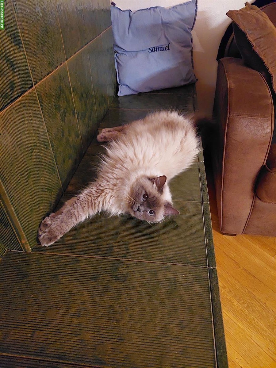 Bild 3: Wunderschöne Ragdoll Katze sucht neue Spielkamerade/in