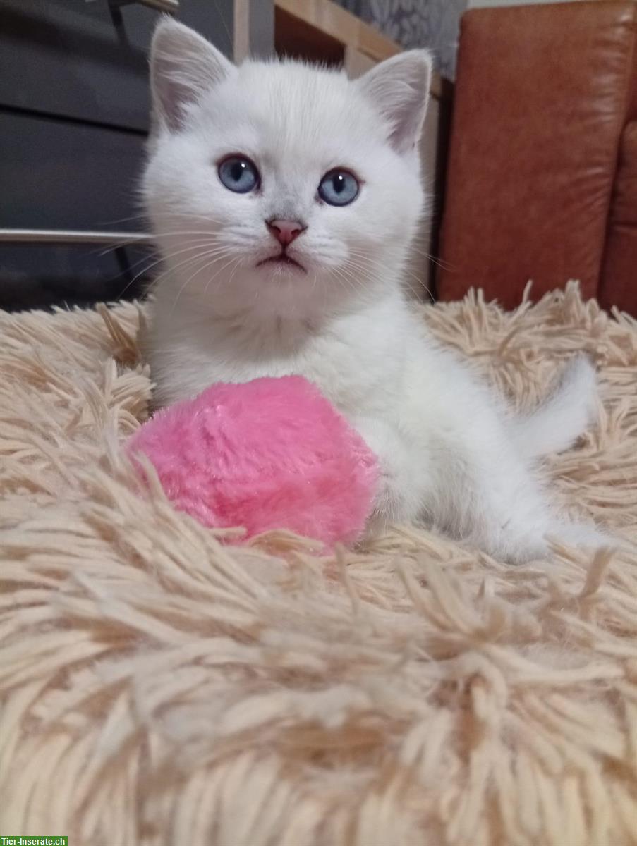 Wunderschöne BKH Kitten zu verkaufen!