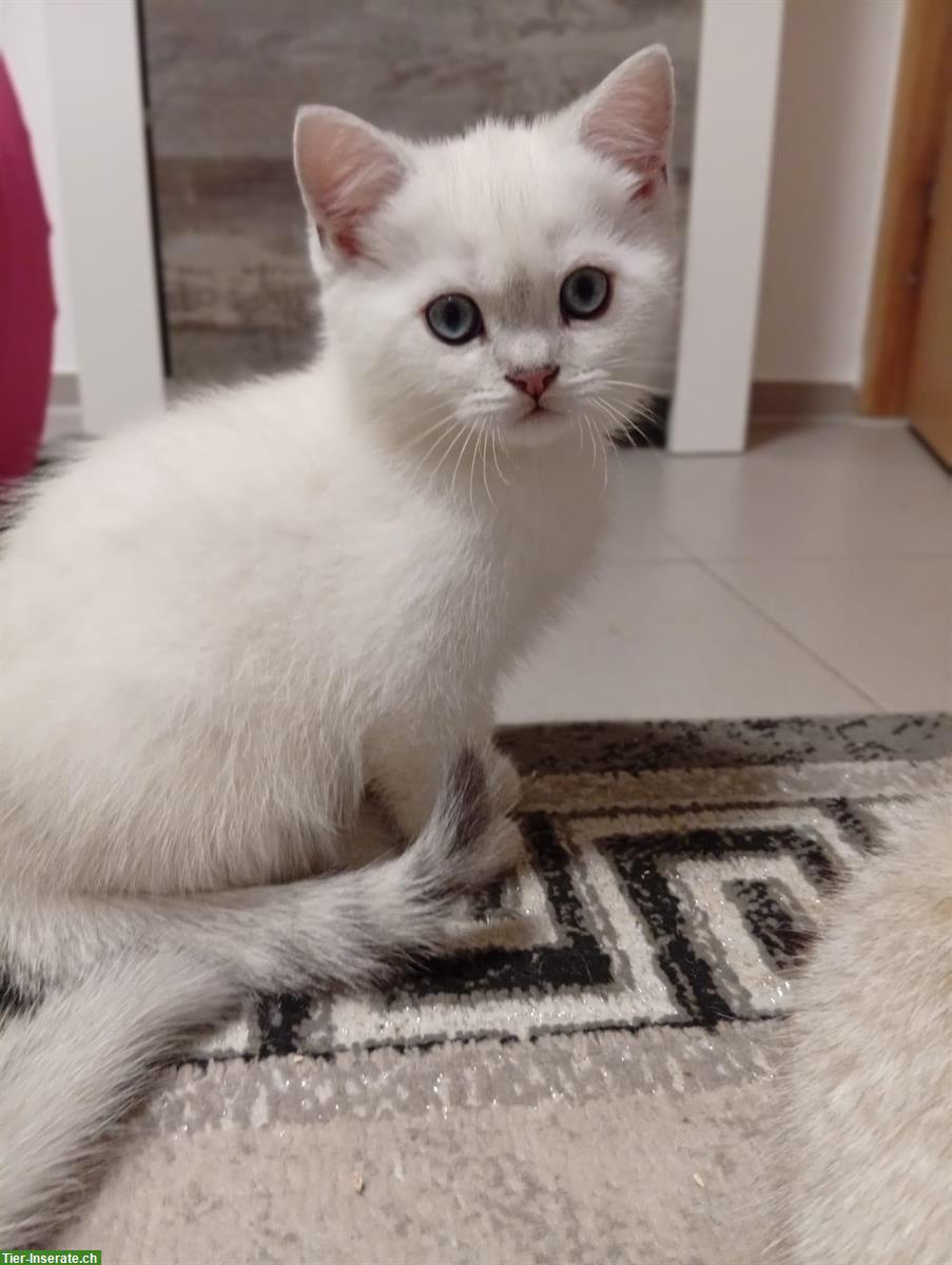 Bild 2: Wunderschöne BKH Kitten zu verkaufen!