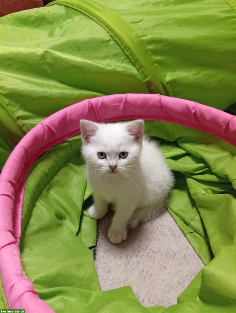 Bild 3: Wunderschöne BKH Kitten zu verkaufen!