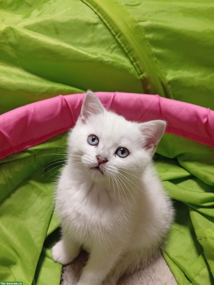 Bild 4: Wunderschöne BKH Kitten zu verkaufen!