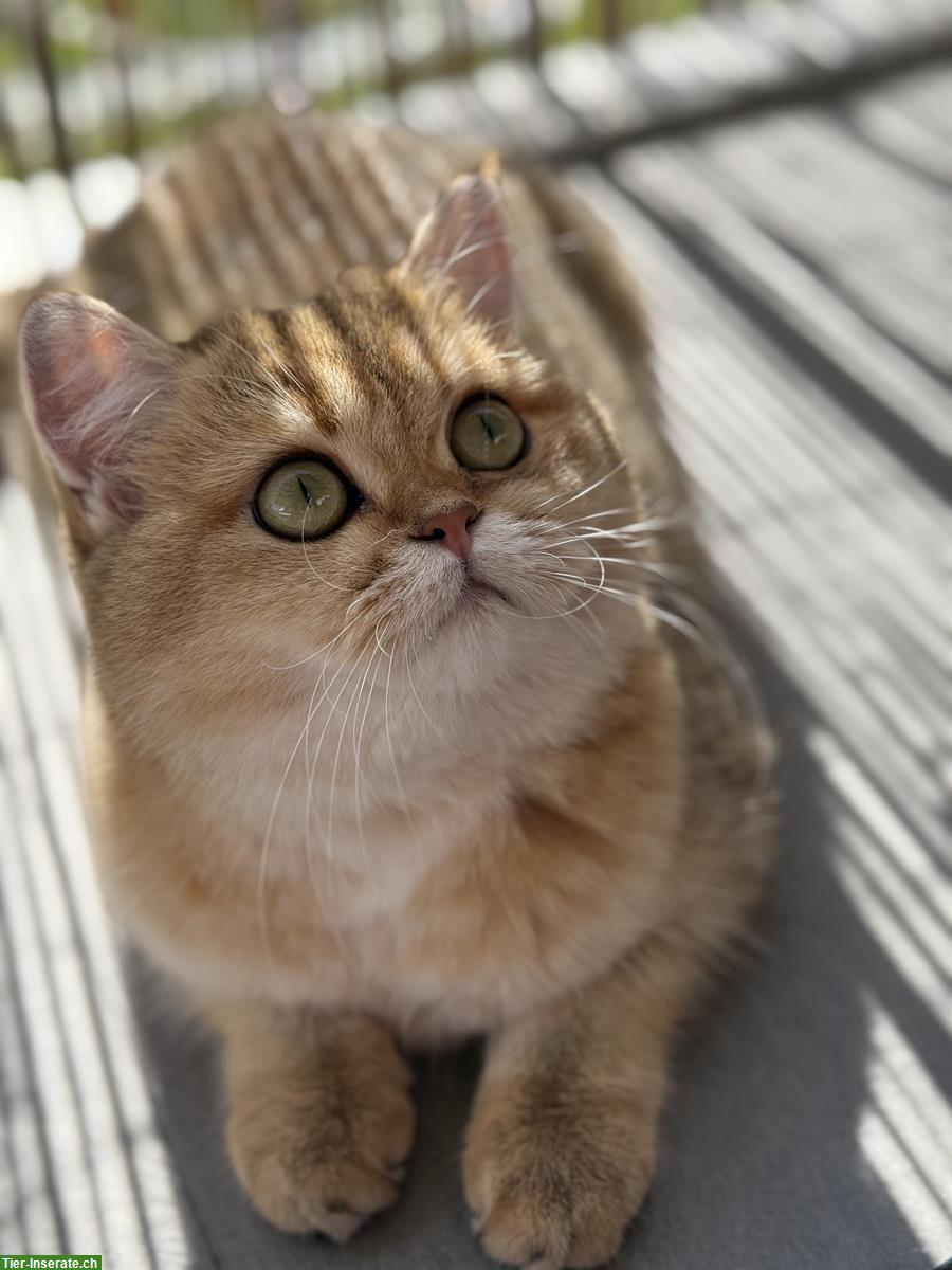 2-jährige BKH Katze, golden shaded