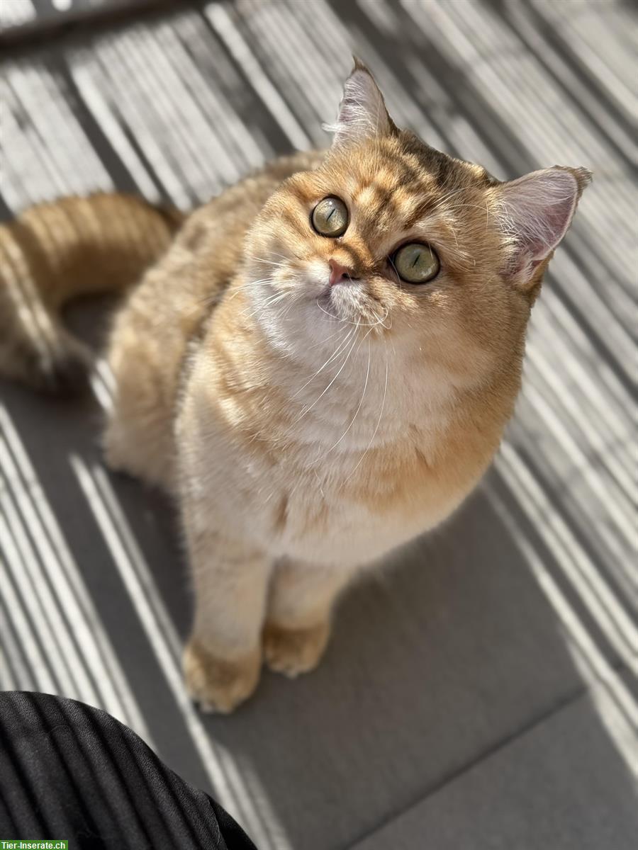 Bild 2: 2-jährige BKH Katze, golden shaded