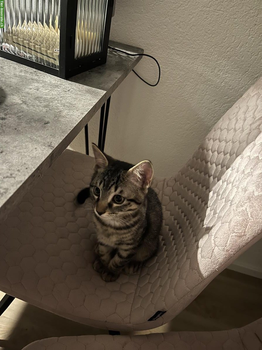 Bild 2: Verschmustes Kitten (Kater) sucht Zuhause mit Freigang