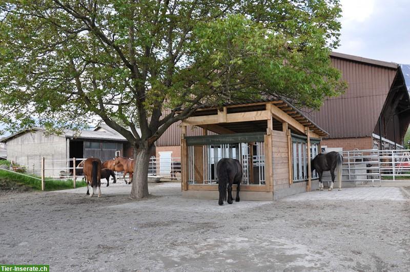 Bild 2: Pferde Offenstall in Sargans auf dem Aeulihof