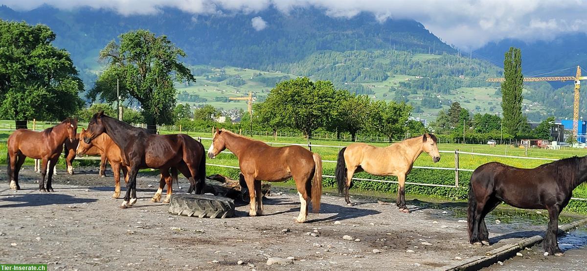 Bild 3: Pferde Offenstall in Sargans auf dem Aeulihof