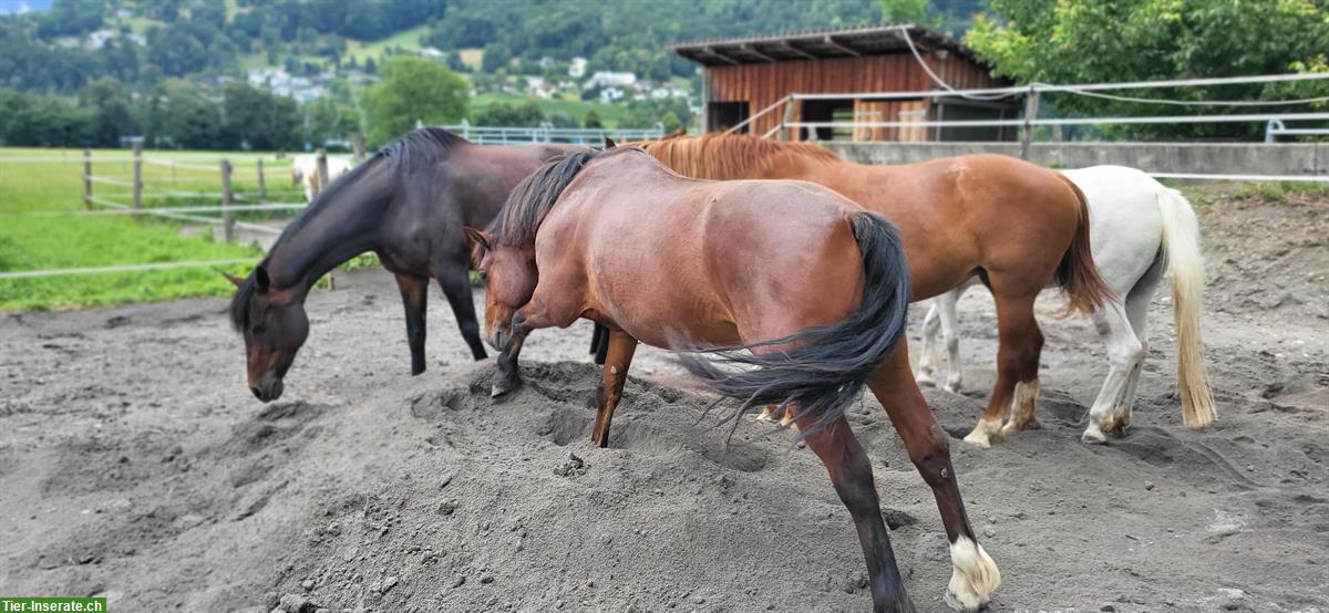 Bild 4: Pferde Offenstall in Sargans auf dem Aeulihof