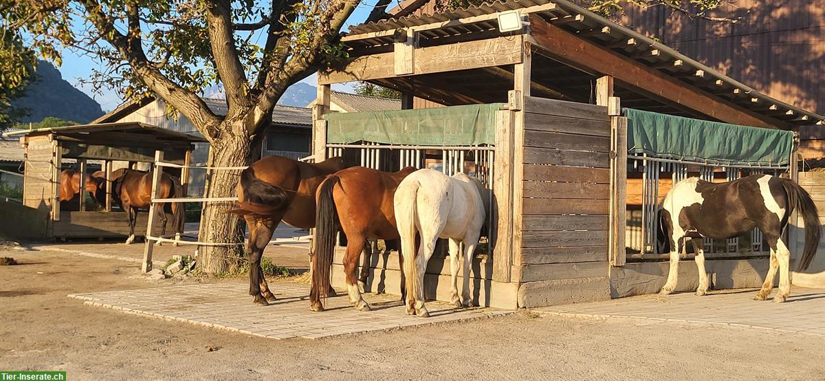 Bild 5: Pferde Offenstall in Sargans auf dem Aeulihof