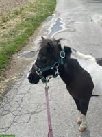 Shetty Spazierbeteiligung mit Bodenarbeit, Höri ZH