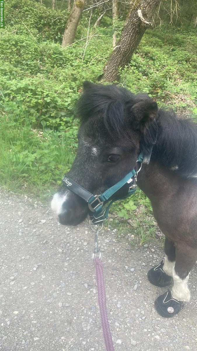 Bild 2: Shetty Spazierbeteiligung mit Bodenarbeit, Höri ZH