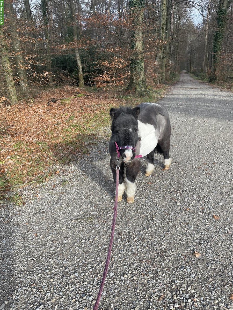 Bild 3: Shetty Spazierbeteiligung mit Bodenarbeit, Höri ZH