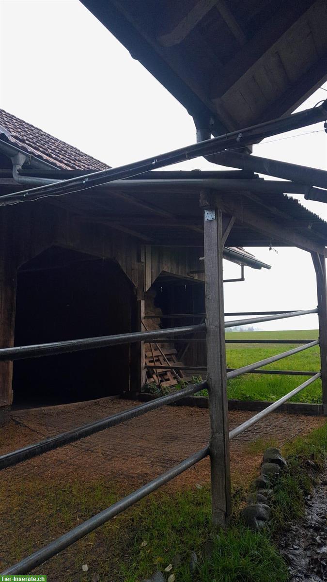 Bild 3: Rohre für Auslaufbegrenzung zu verkaufen