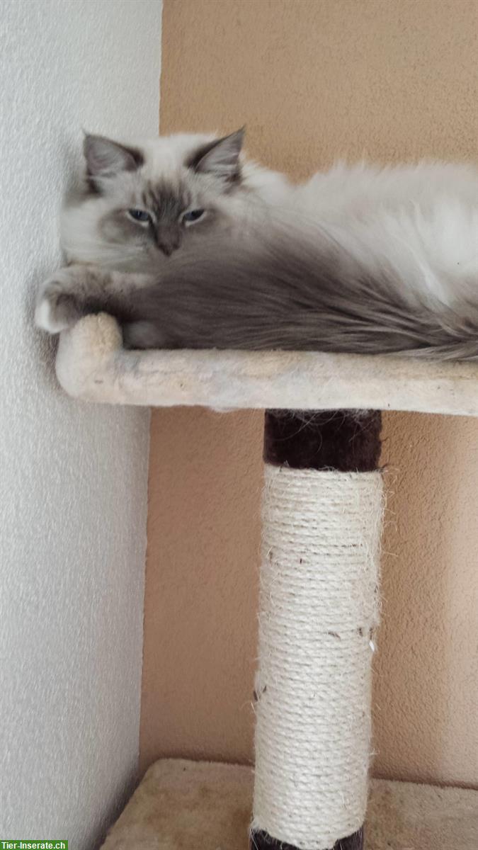 Bild 2: Heilige Birma Deckkater mit Deckerfahrung