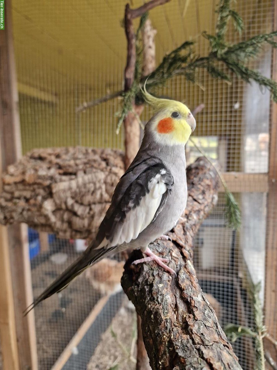 Nymphensittich Paar sucht gemeinsames, artgerechtes Zuhause