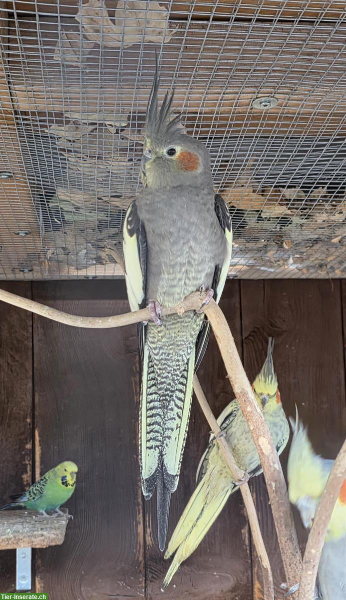 Bild 2: Nymphensittich Paar sucht gemeinsames, artgerechtes Zuhause