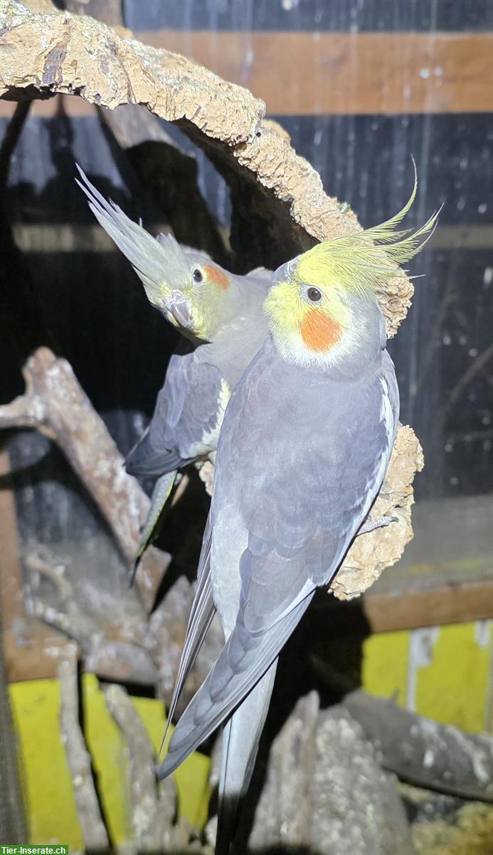 Bild 3: Nymphensittich Paar sucht gemeinsames, artgerechtes Zuhause