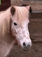 Shetty Stuten aus Familienzucht, kinderlieb & vielseitig einsetzbar