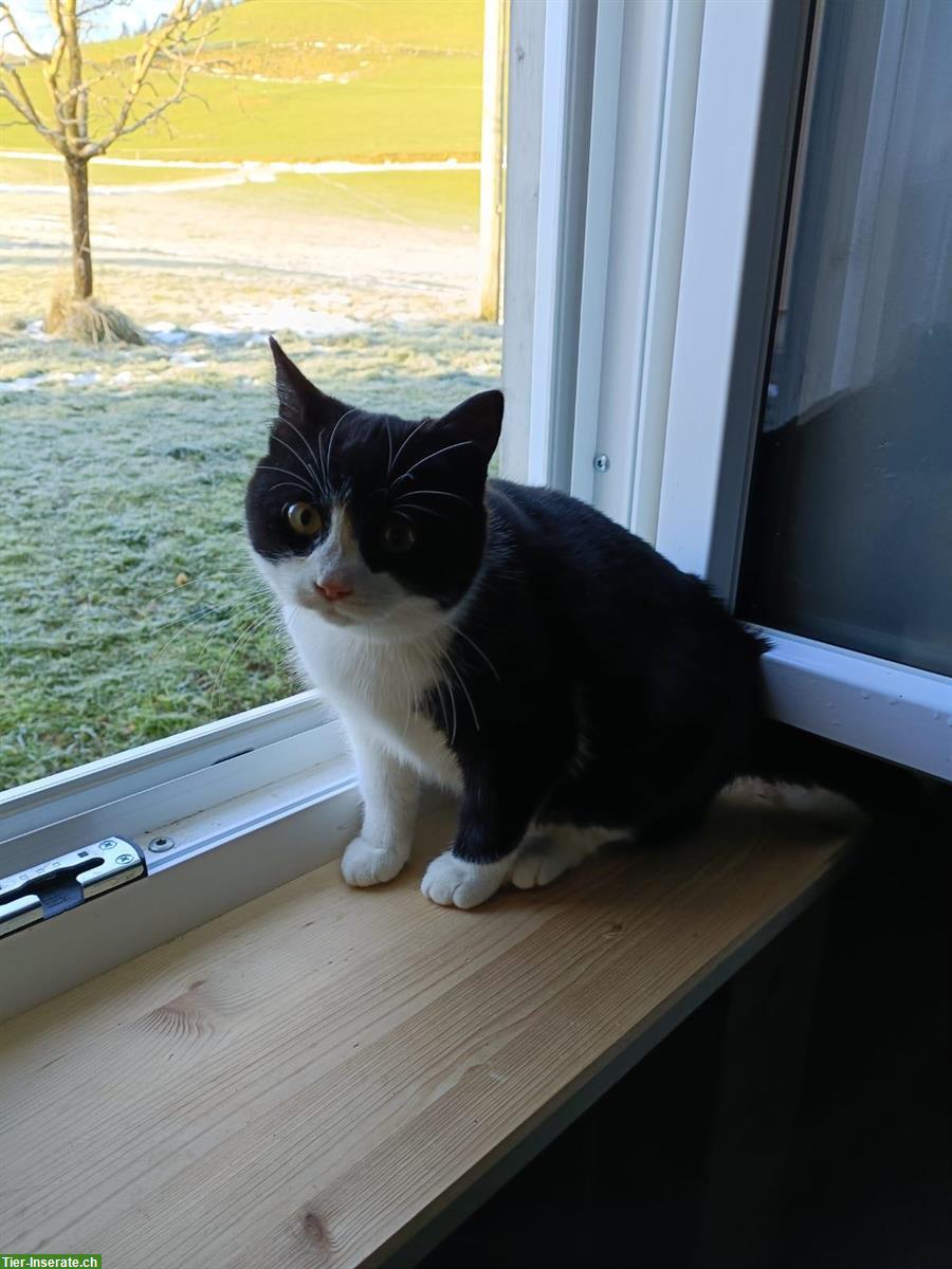 Junge Mischlingskatzen, schwarz-weiss & weiss mit Punkten