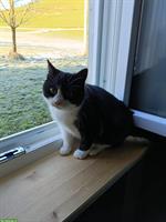 Junge Mischlingskatzen, schwarz-weiss & weiss mit Punkten