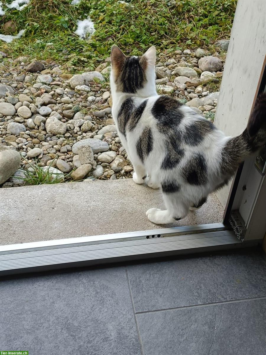 Bild 2: Junge Mischlingskatzen, schwarz-weiss & weiss mit Punkten