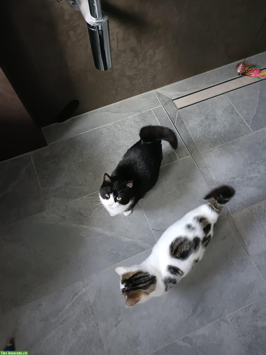 Bild 3: Junge Mischlingskatzen, schwarz-weiss & weiss mit Punkten