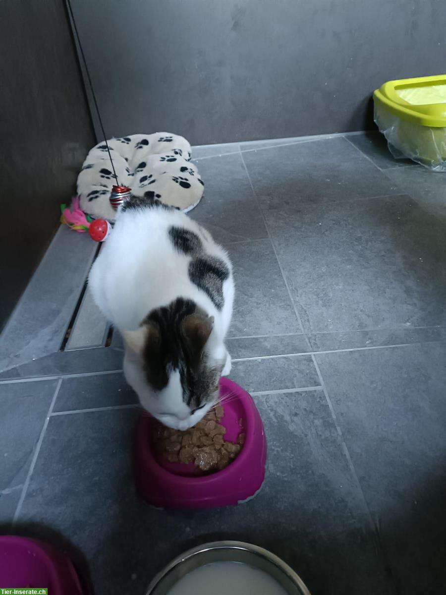 Bild 4: Junge Mischlingskatzen, schwarz-weiss & weiss mit Punkten