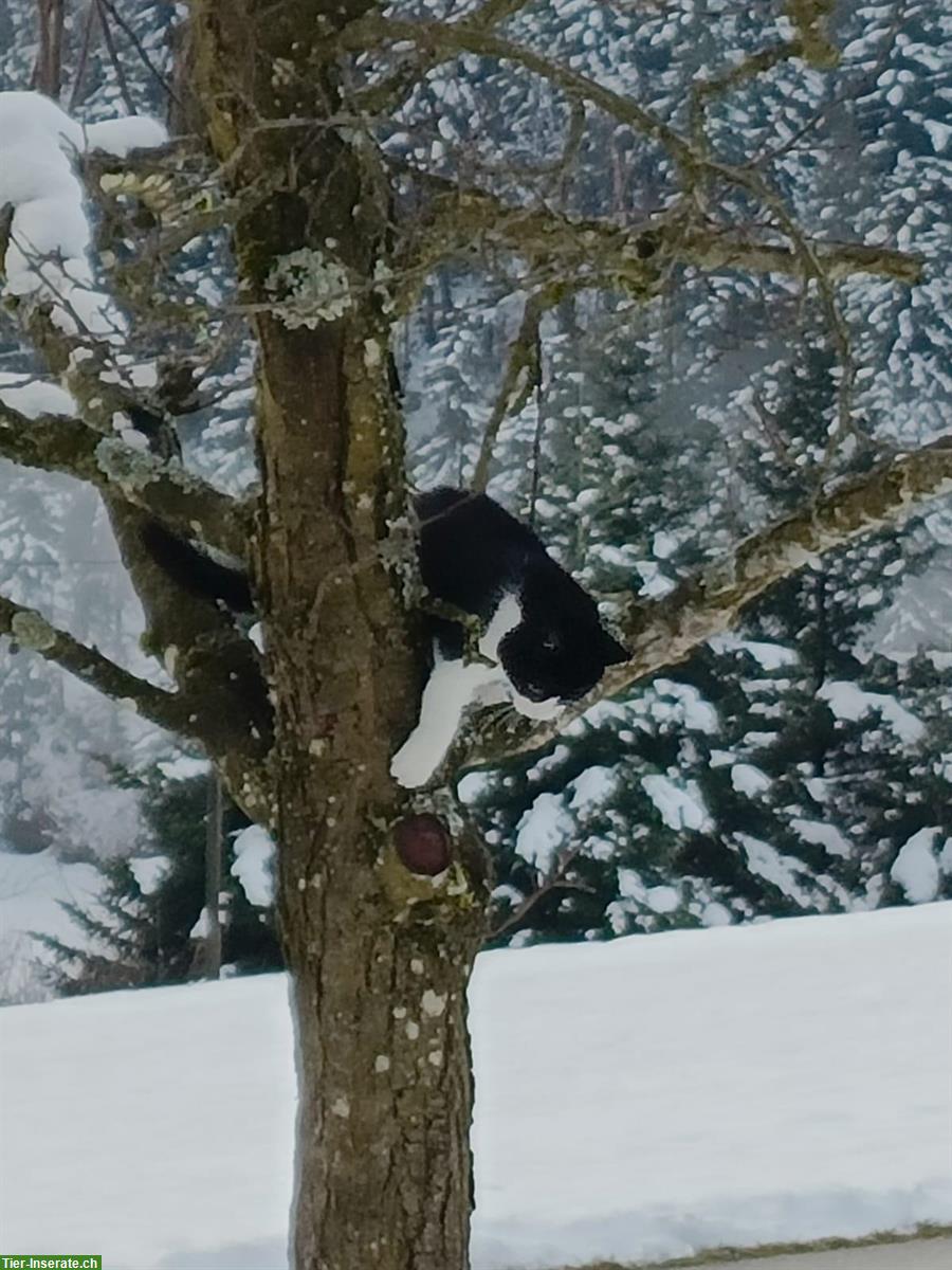 Bild 5: Junge Mischlingskatzen, schwarz-weiss & weiss mit Punkten