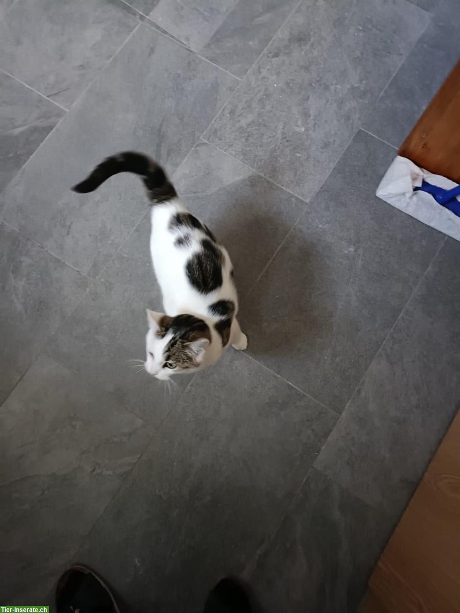 Bild 6: Junge Mischlingskatzen, schwarz-weiss & weiss mit Punkten