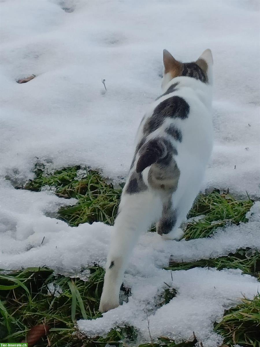 Bild 7: Junge Mischlingskatzen, schwarz-weiss & weiss mit Punkten