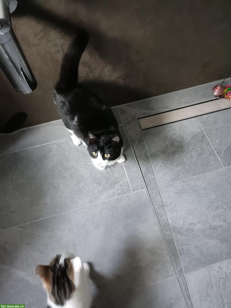 Bild 8: Junge Mischlingskatzen, schwarz-weiss & weiss mit Punkten