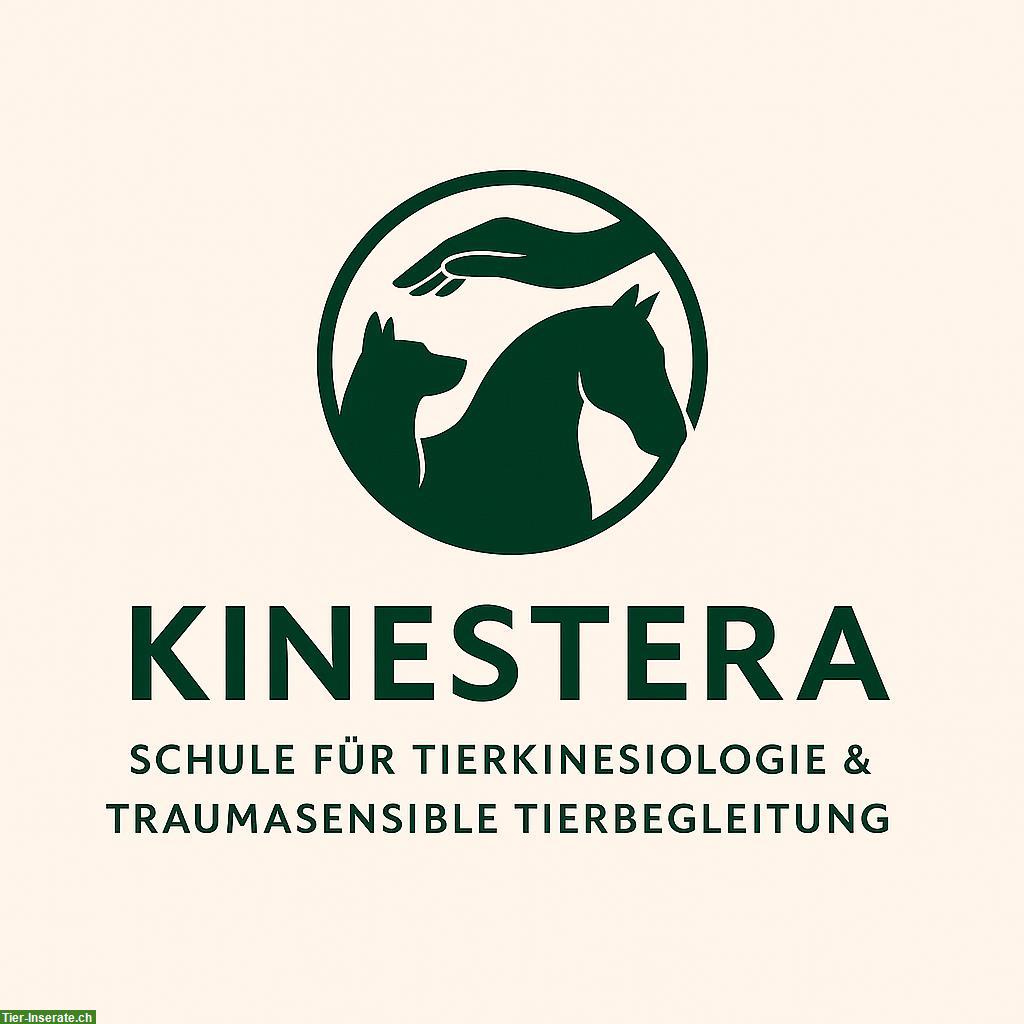 Berufsbegleitende Ausbildung Tierkinesiologie