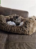 Junge Katze (Kater) 13 Wochen zu verkaufen