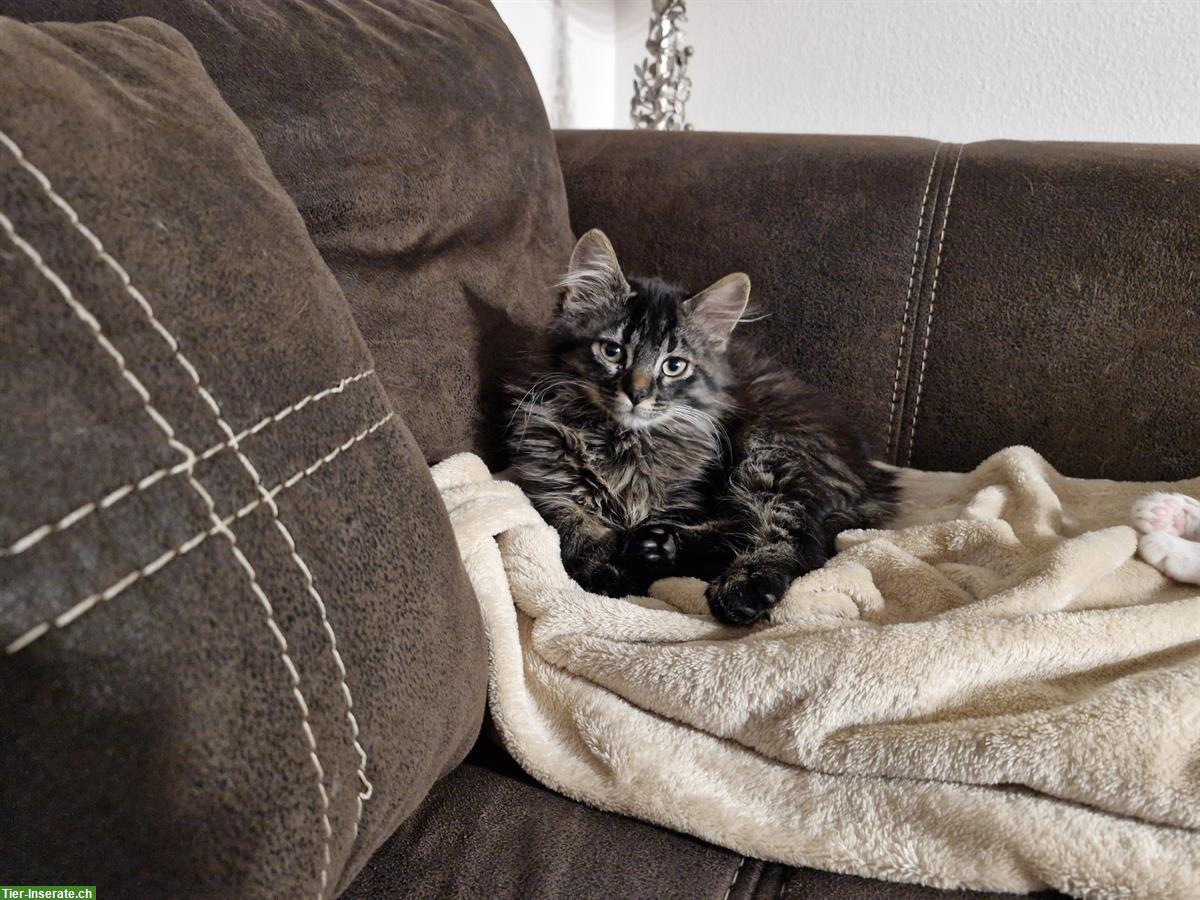 Bild 2: Junge Katze (Kater) 13 Wochen zu verkaufen