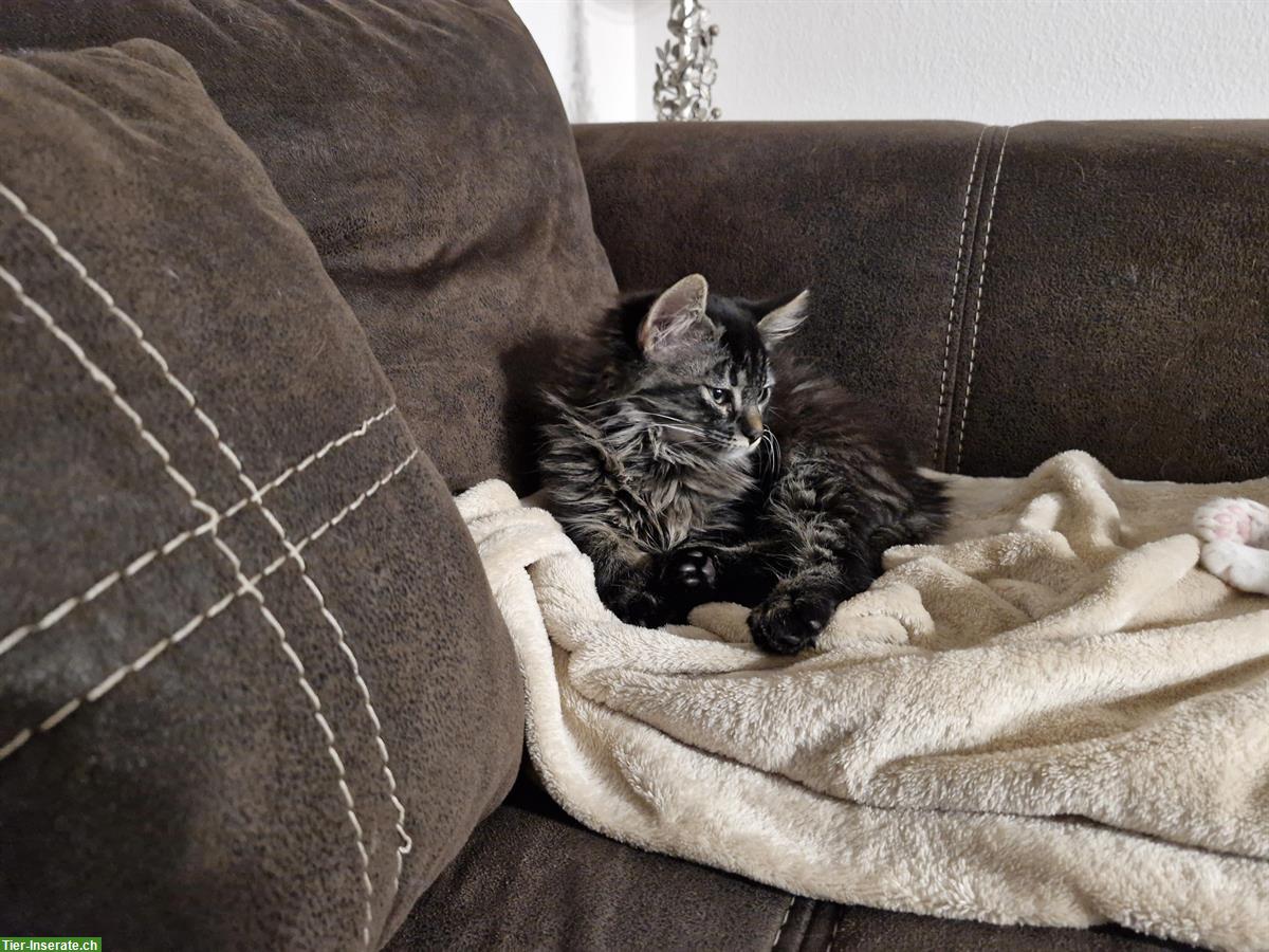 Bild 3: Junge Katze (Kater) 13 Wochen zu verkaufen