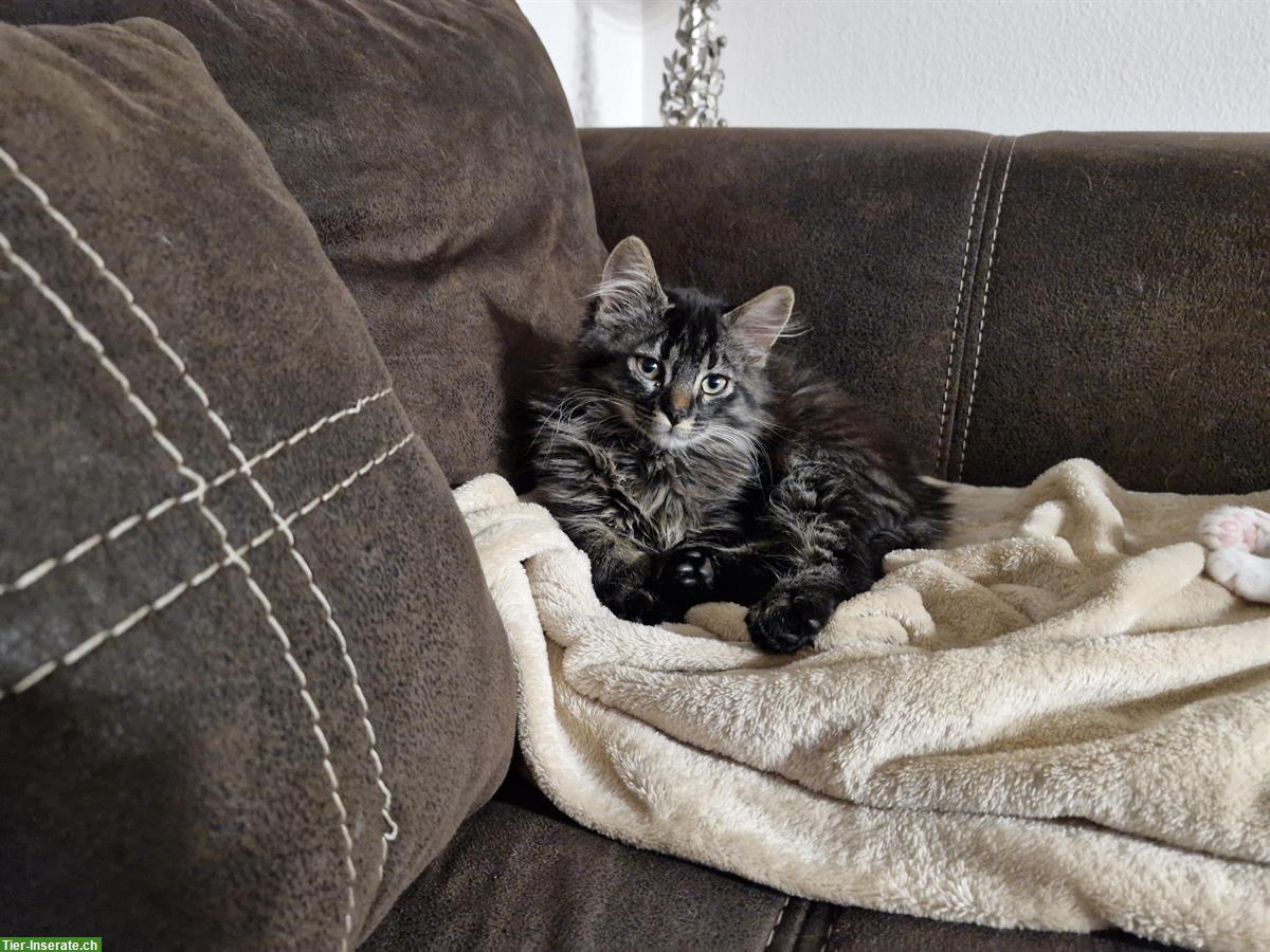 Bild 4: Junge Katze (Kater) 13 Wochen zu verkaufen